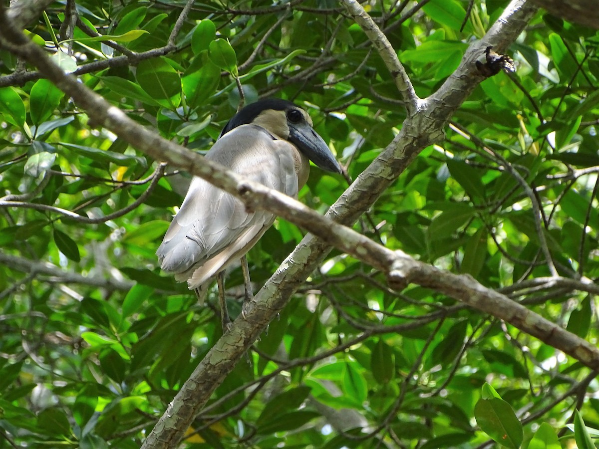 Boat-billed Heron - ML105462901