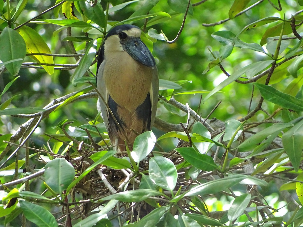 Boat-billed Heron - ML105462921