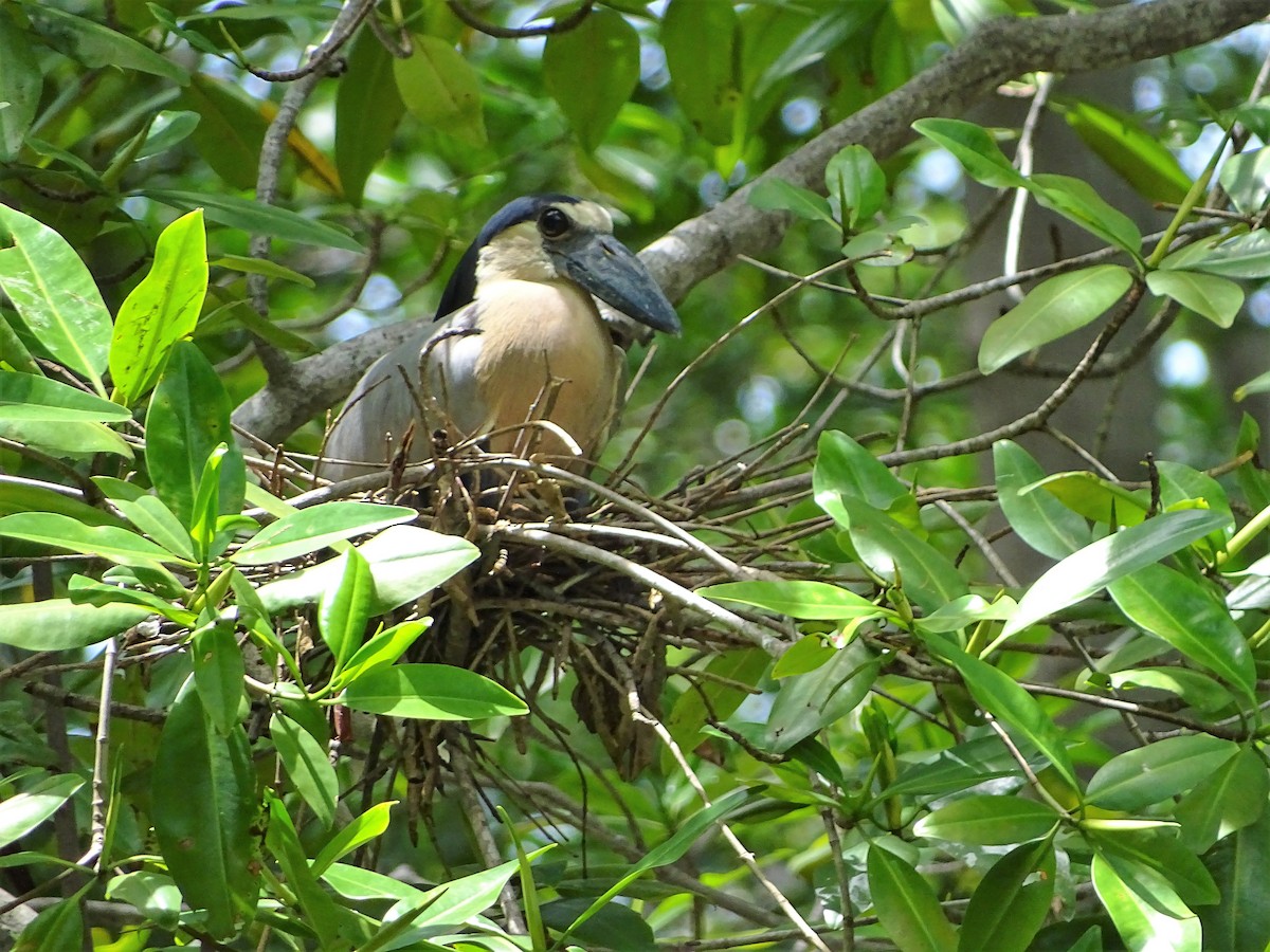 Boat-billed Heron - ML105463451