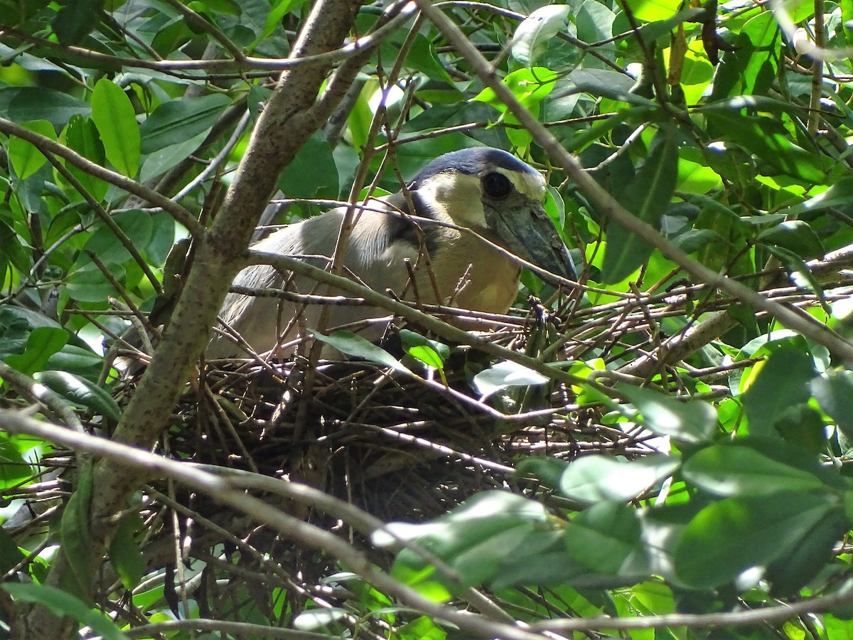 Boat-billed Heron - ML105463471