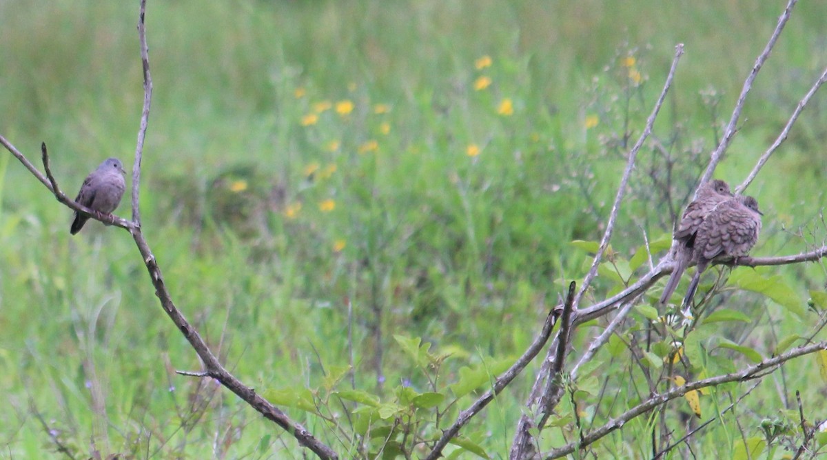 Plain-breasted Ground Dove - ML105465241