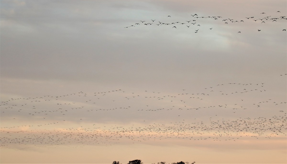 White-faced Ibis - ML105467171