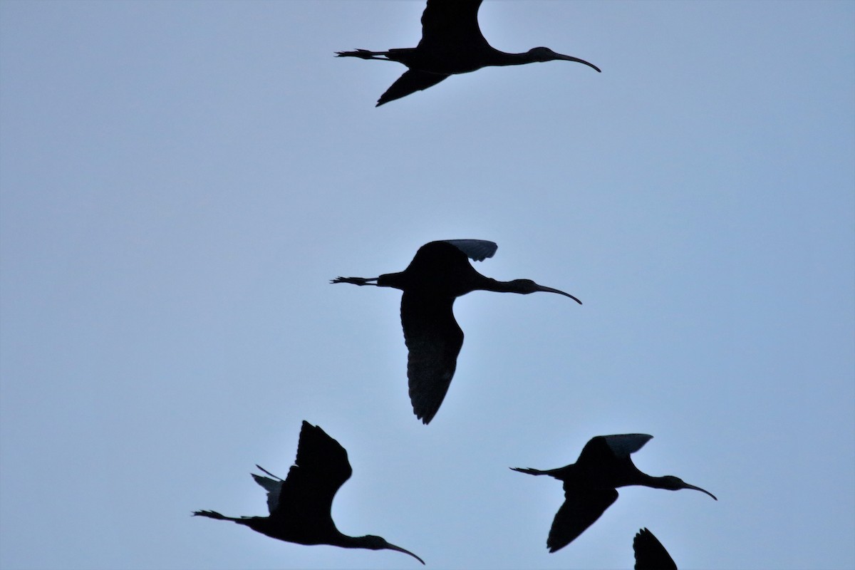 White-faced Ibis - Cláudio Jorge De Castro Filho