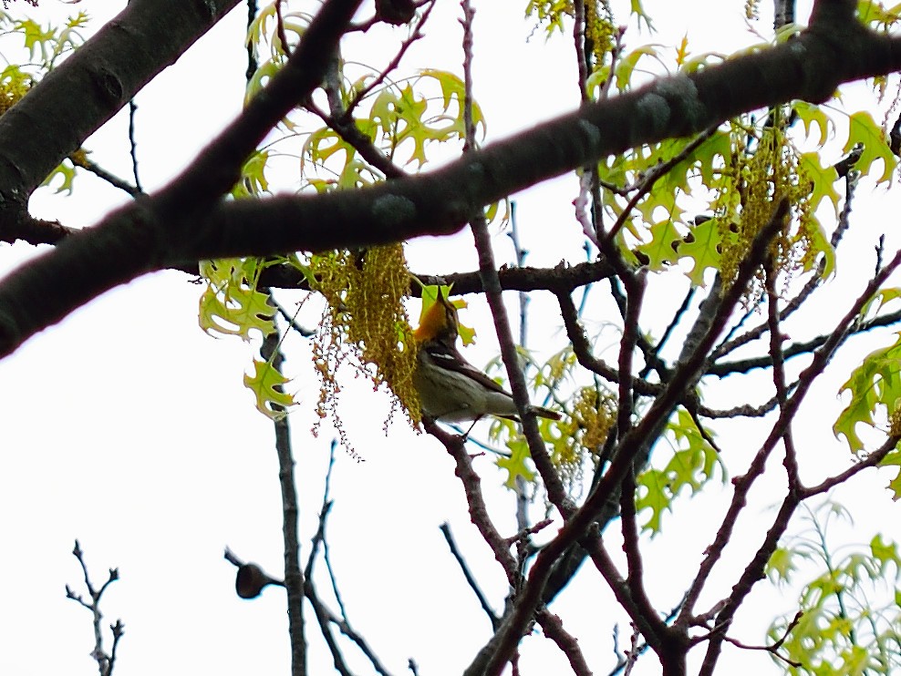 Blackburnian Warbler - Matt Hall