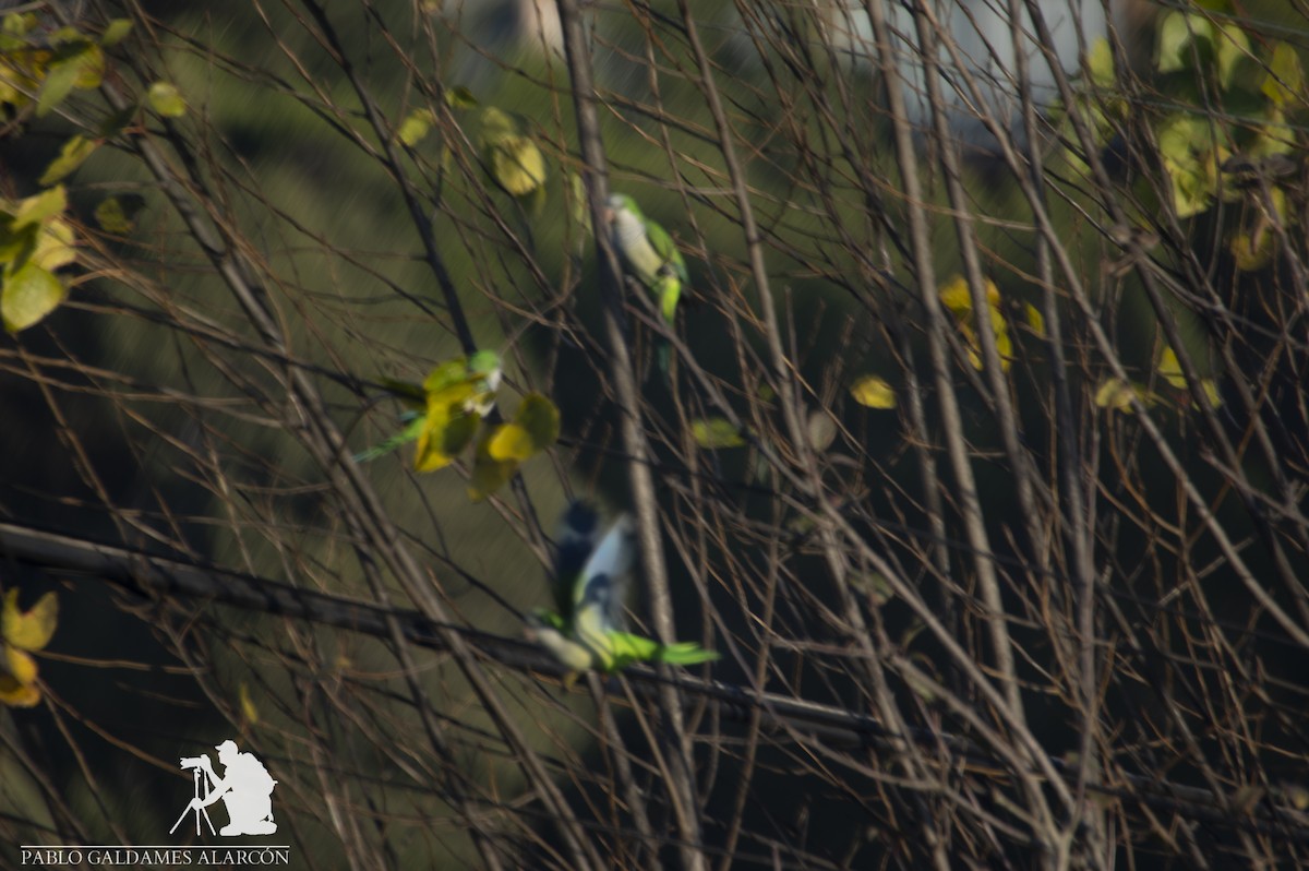 Monk Parakeet - ML105467661