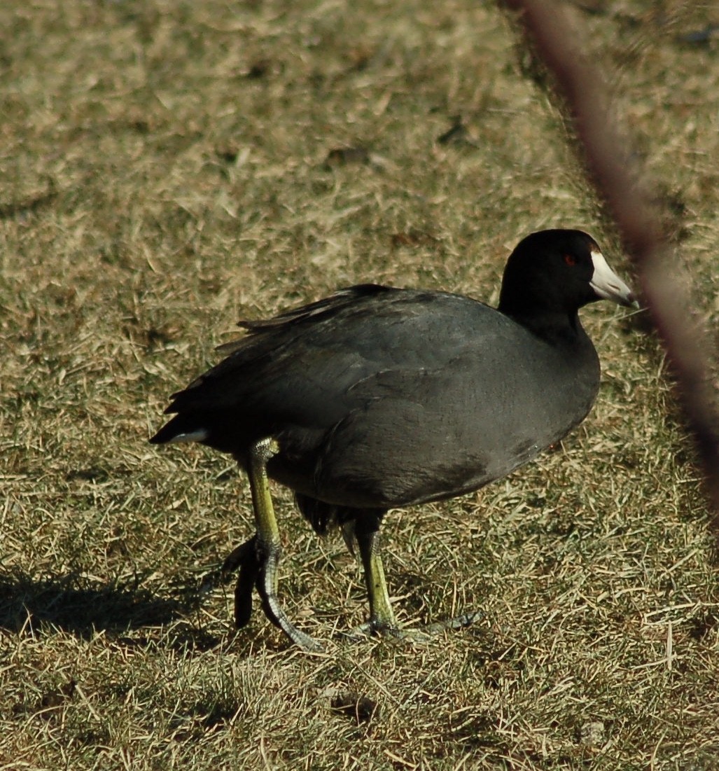 American Coot - ML105469681