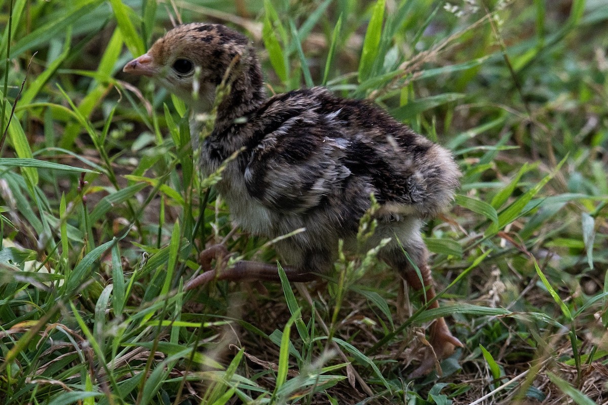 Guajolote Gallipavo - ML105469901