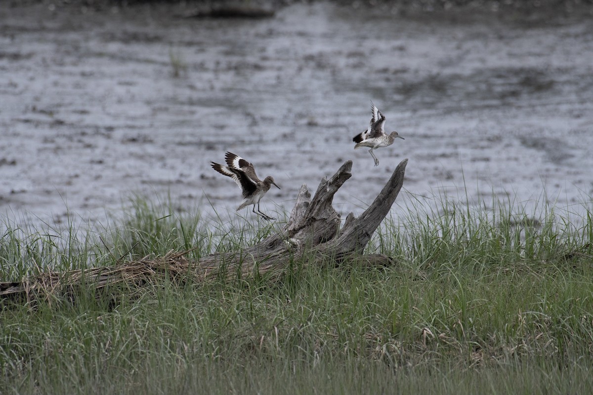 Willet - ML105469971