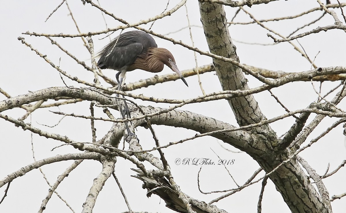 Reddish Egret - ML105470381