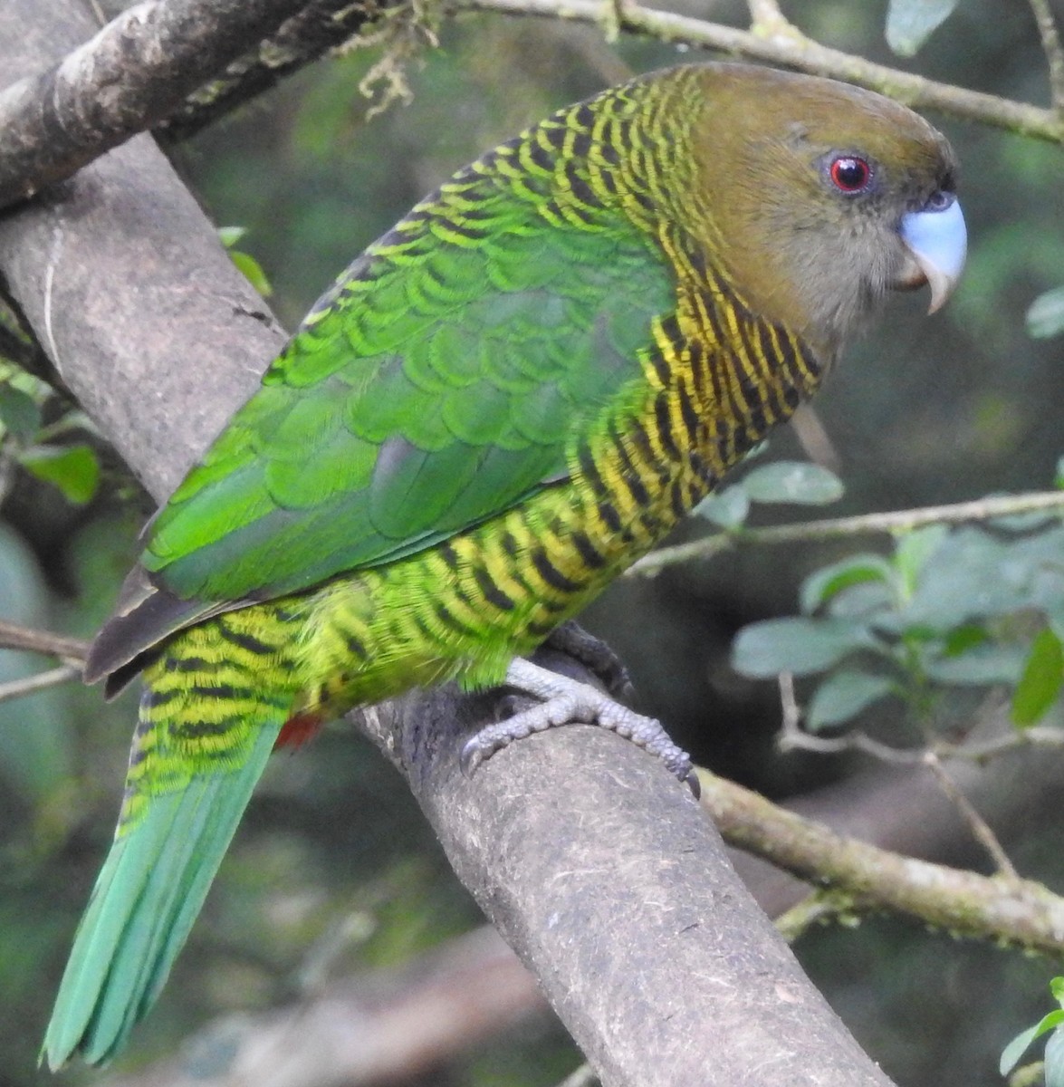 Brehm's Tiger-Parrot - ML105470901