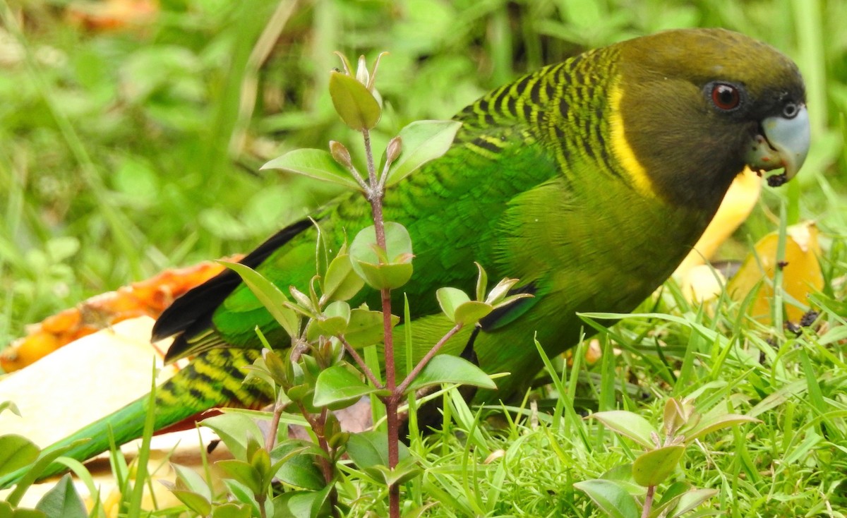 Brehm's Tiger-Parrot - ML105470911