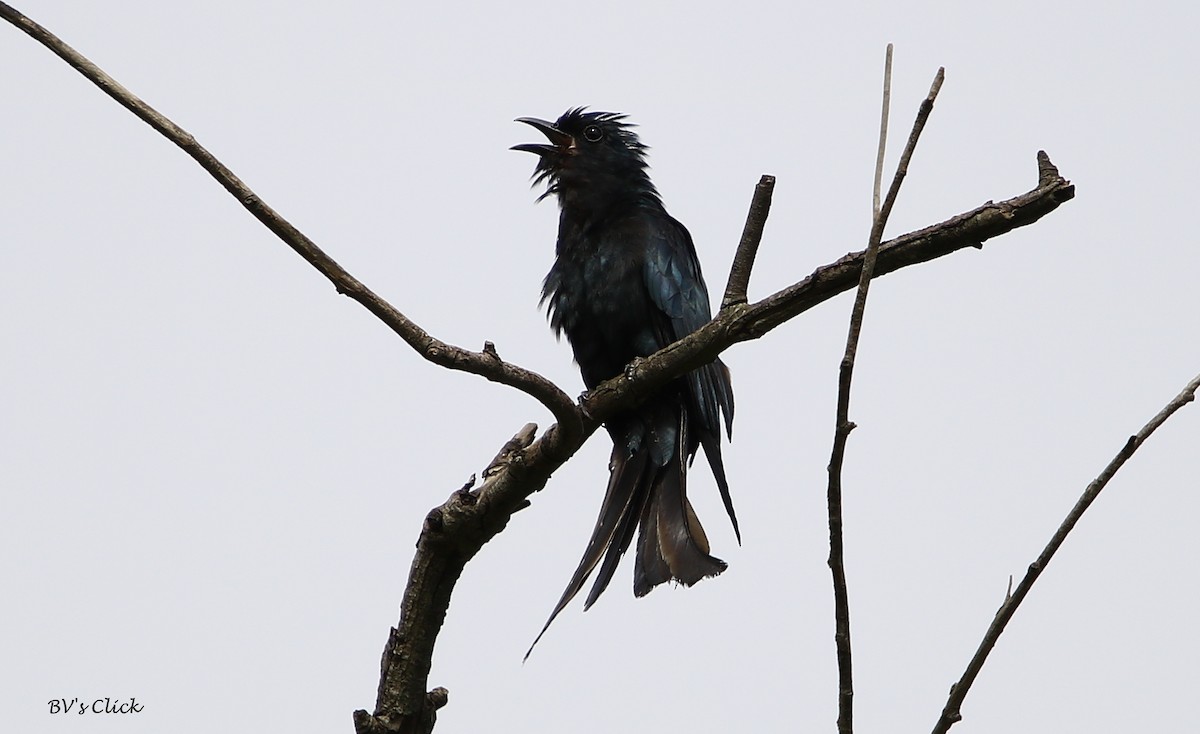 Fork-tailed Drongo-Cuckoo - ML105472111