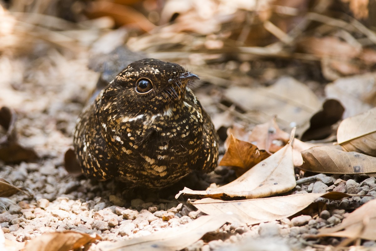 Blackish Nightjar - ML105472281