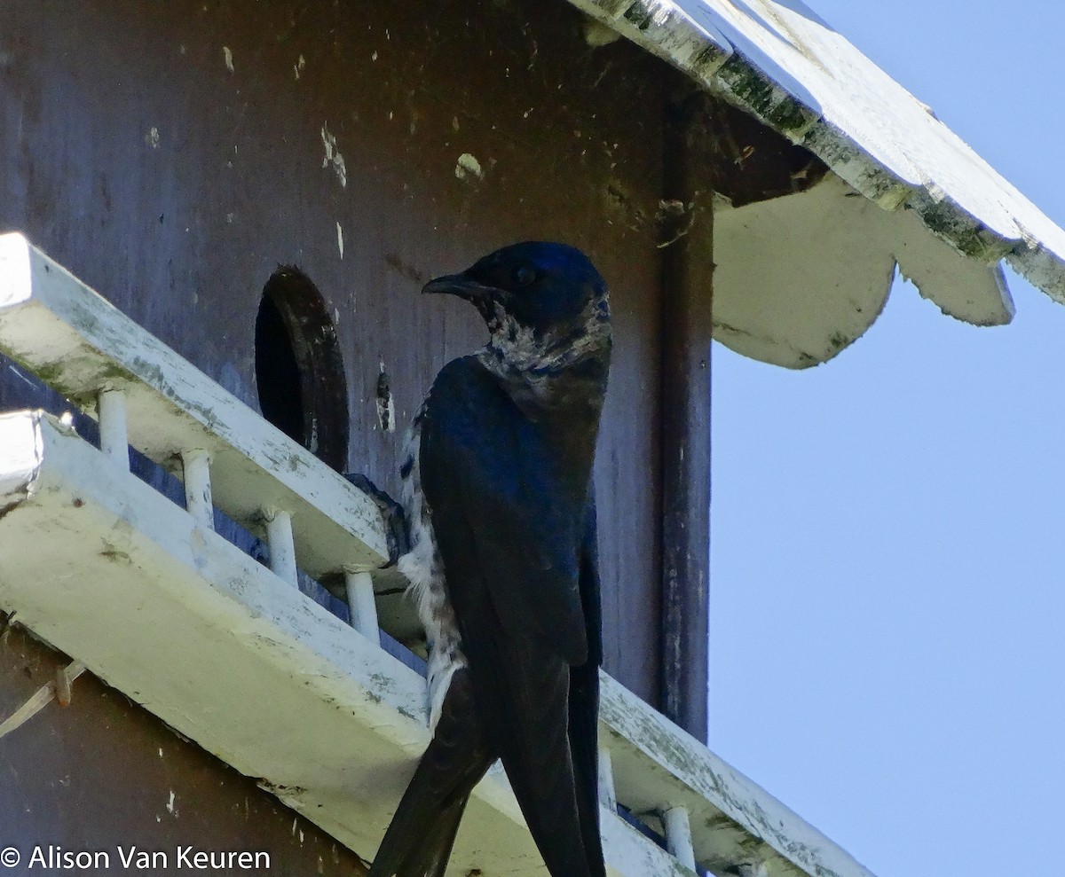 Purple Martin - Alison Van Keuren