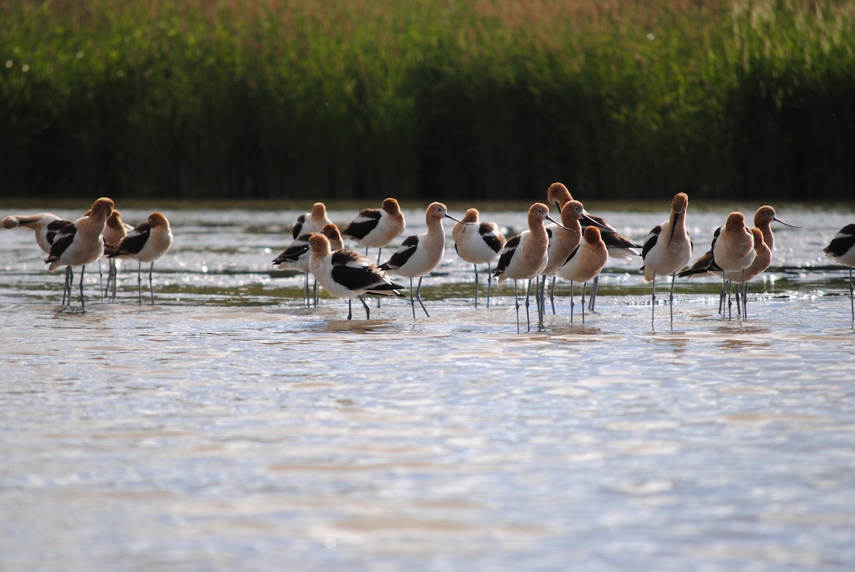 Avocette d'Amérique - ML105474011