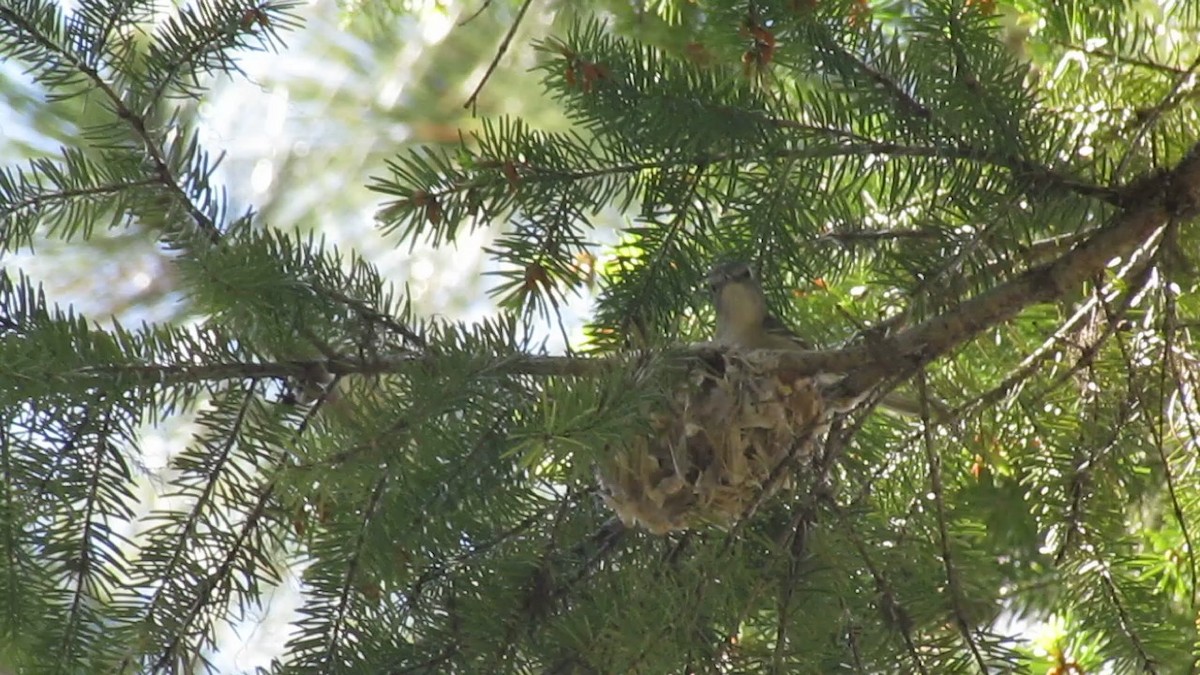 Cassin's Vireo - ML105475641