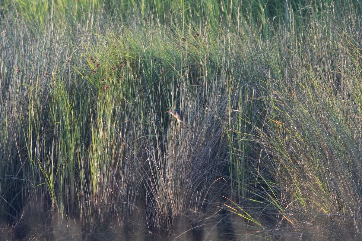 Least Bittern - Hal Mitchell