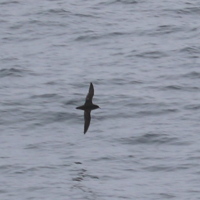 Short-tailed Shearwater - ML105477491