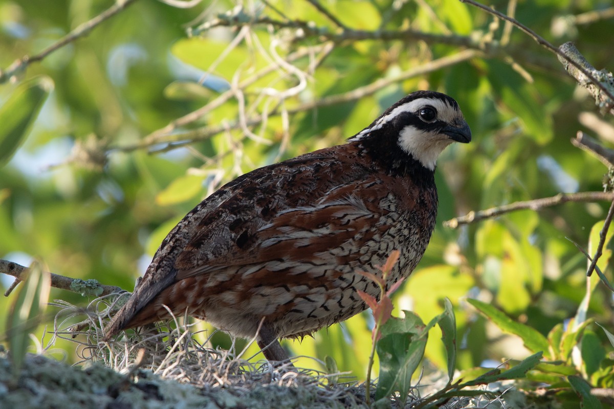 Northern Bobwhite - Hal Mitchell