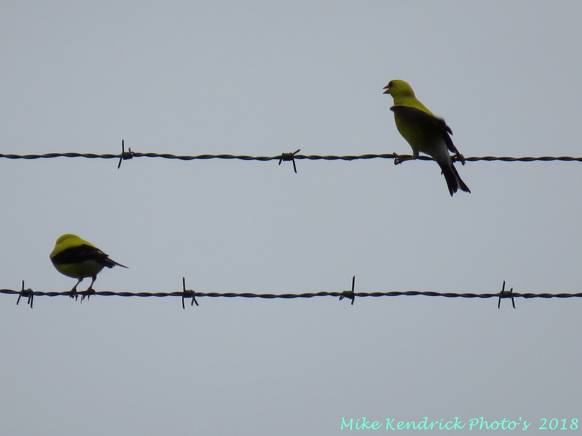 American Goldfinch - Michael Kendrick