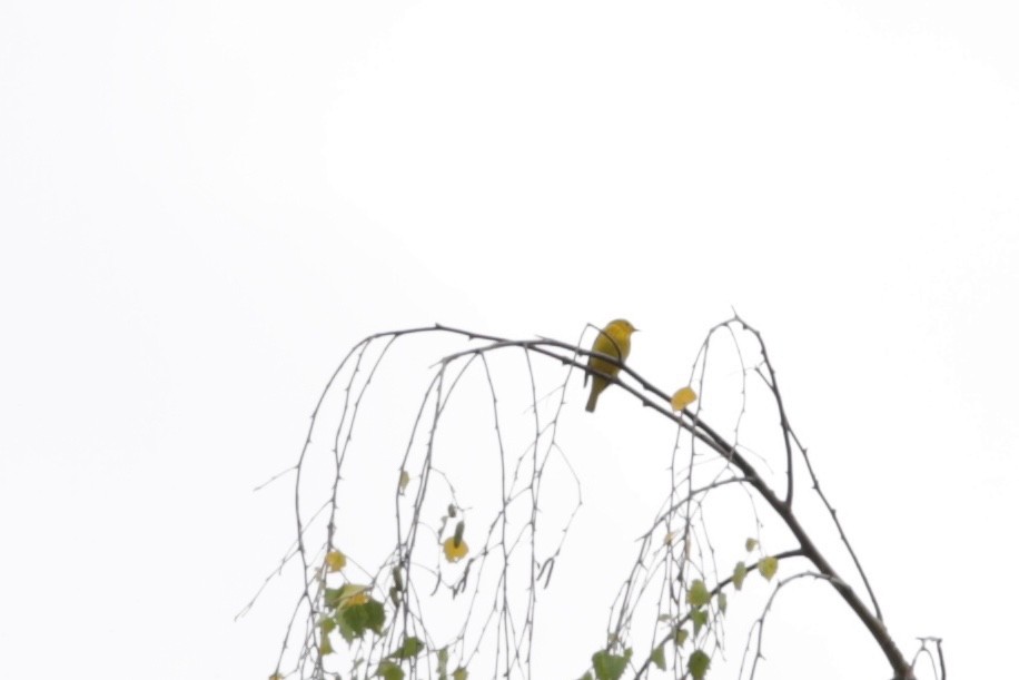 Yellow Warbler - Meg Mittelstedt
