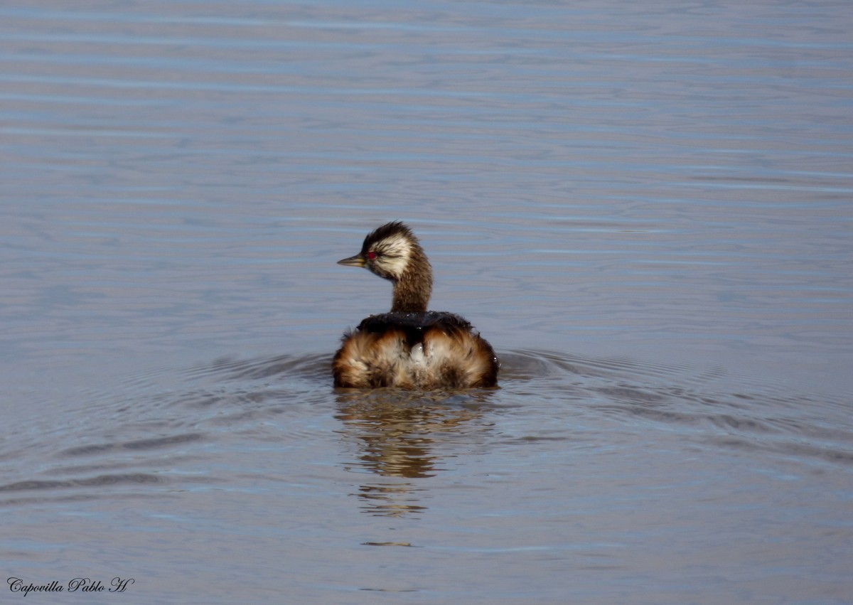 White-tufted Grebe - ML105478801