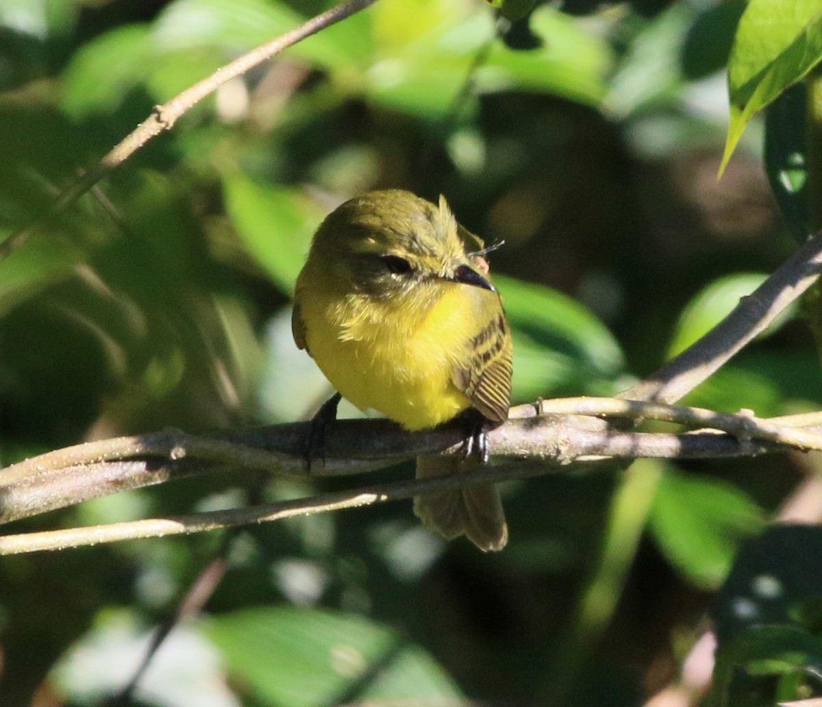 Yellow Tyrannulet - ML105479051