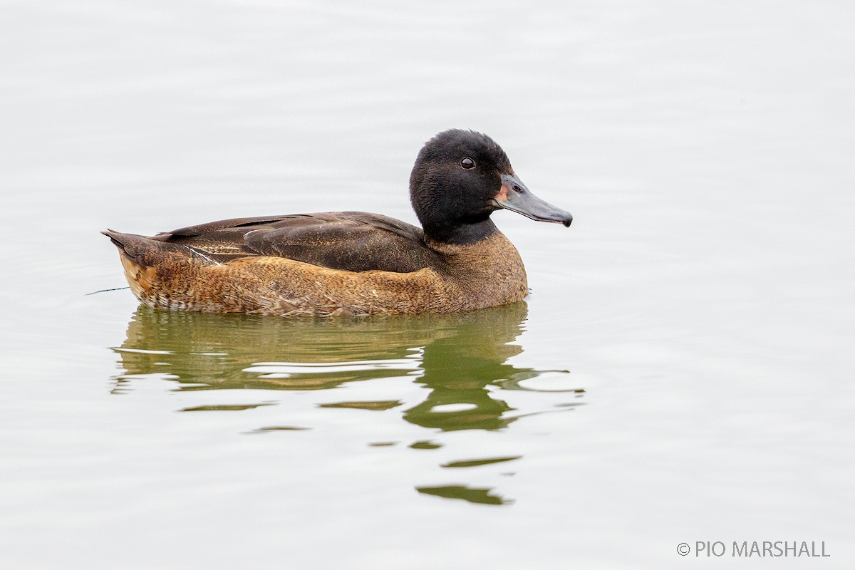 Black-headed Duck - Pio Marshall