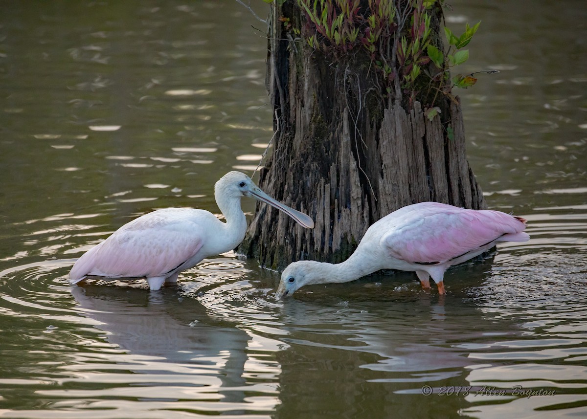 Roseate Spoonbill - ML105482661