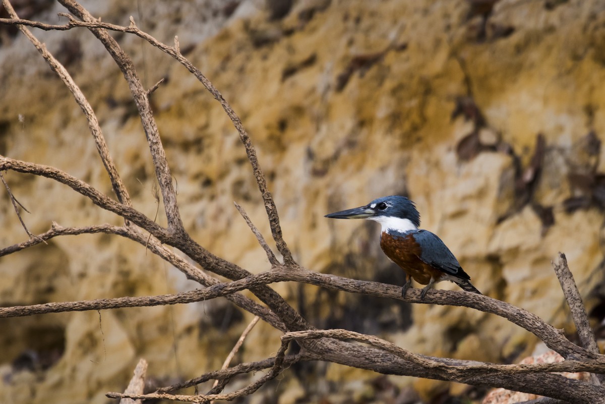 Ringed Kingfisher - ML105482941