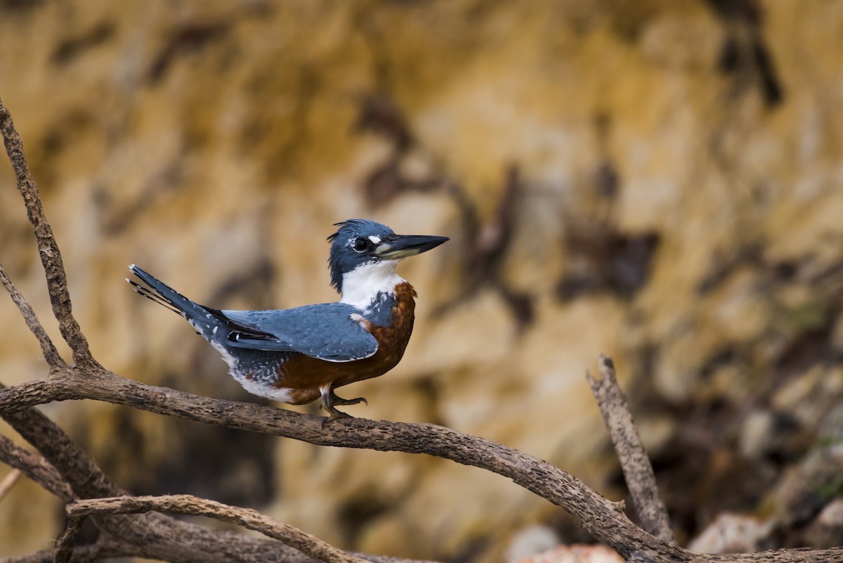 Ringed Kingfisher - Claudia Brasileiro