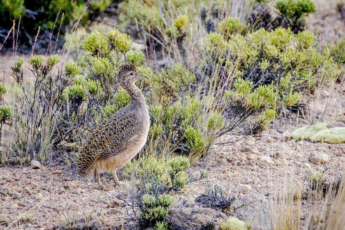 Ornate Tinamou - Pio Marshall