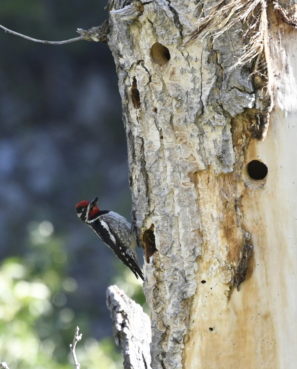 Red-naped Sapsucker - ML105483441