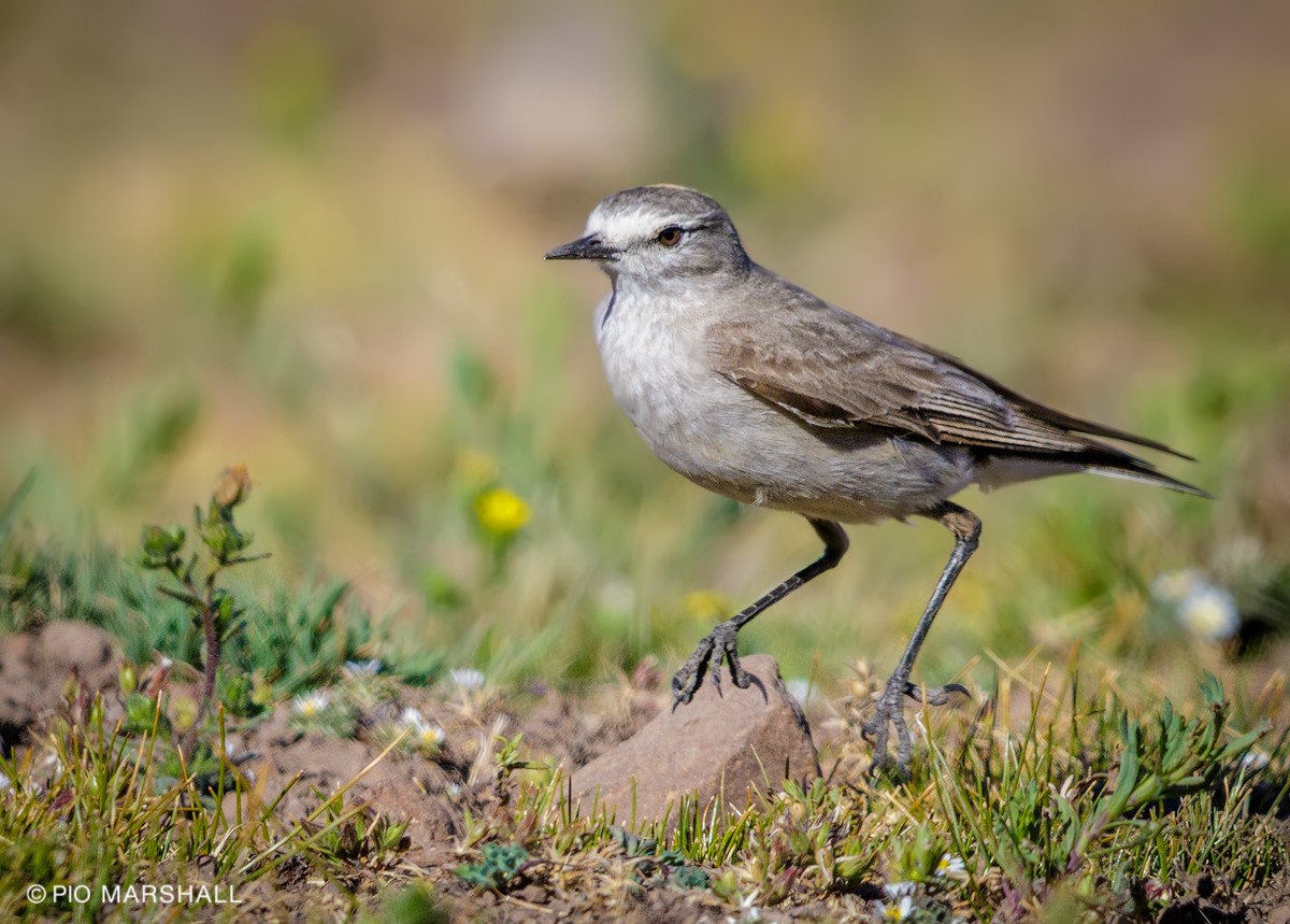 Ochre-naped Ground-Tyrant - ML105483861