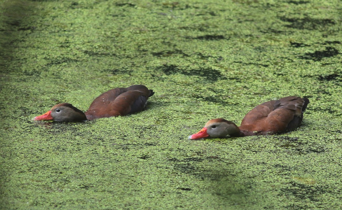 Black-bellied Whistling-Duck - ML105485171