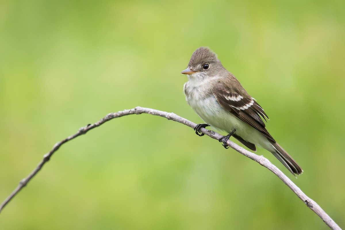 Willow Flycatcher - Ryan Sanderson