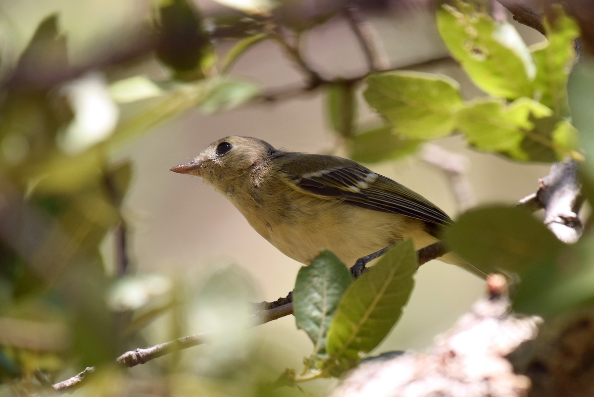 Hutton's Vireo - Ryan O'Donnell