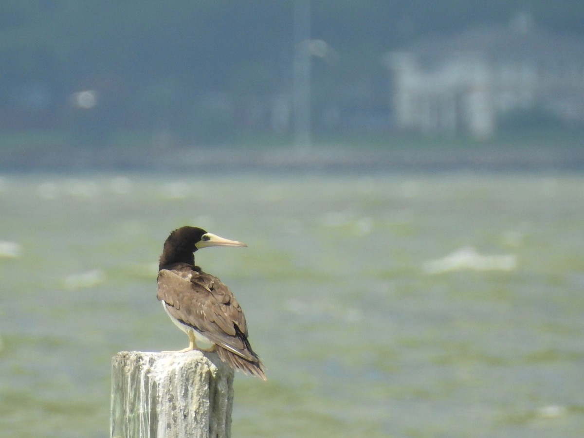 Brown Booby - ML105486331