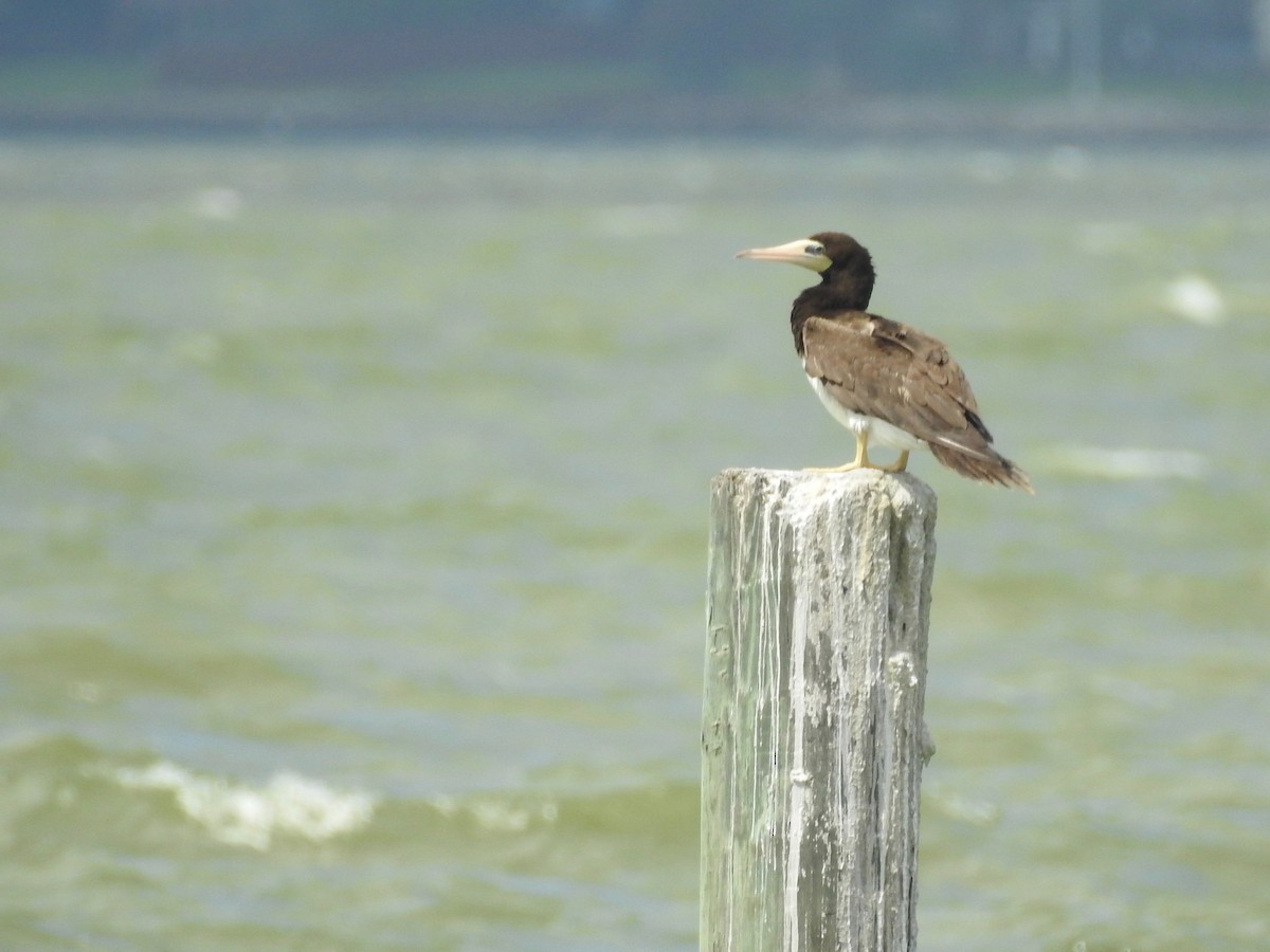 Brown Booby - ML105486341