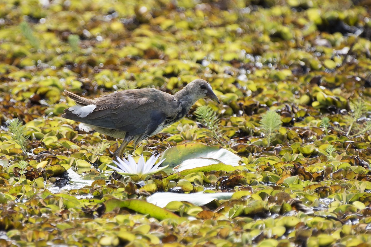 Purple Gallinule - Luiz Carlos Ramassotti