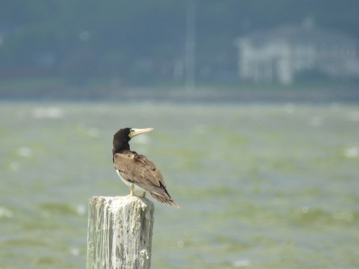 Brown Booby - ML105487451