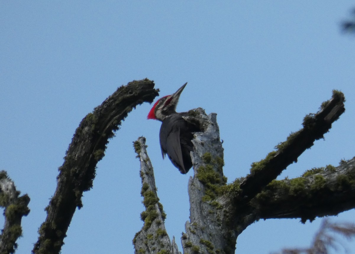 Pileated Woodpecker - Ryan Seppala