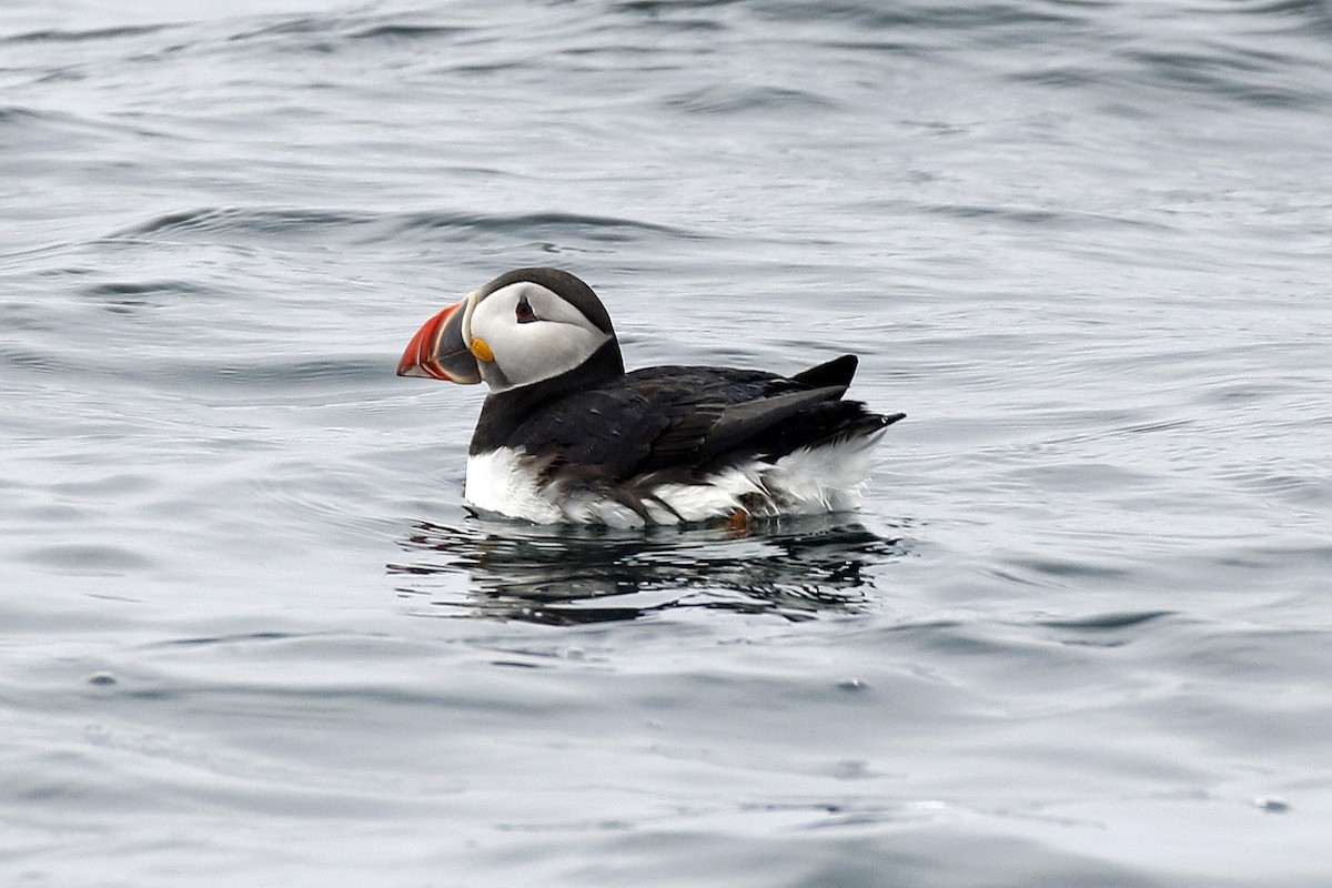 Atlantic Puffin - David McQuade