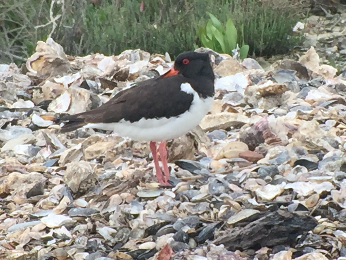 Eurasian Oystercatcher - ML105489001