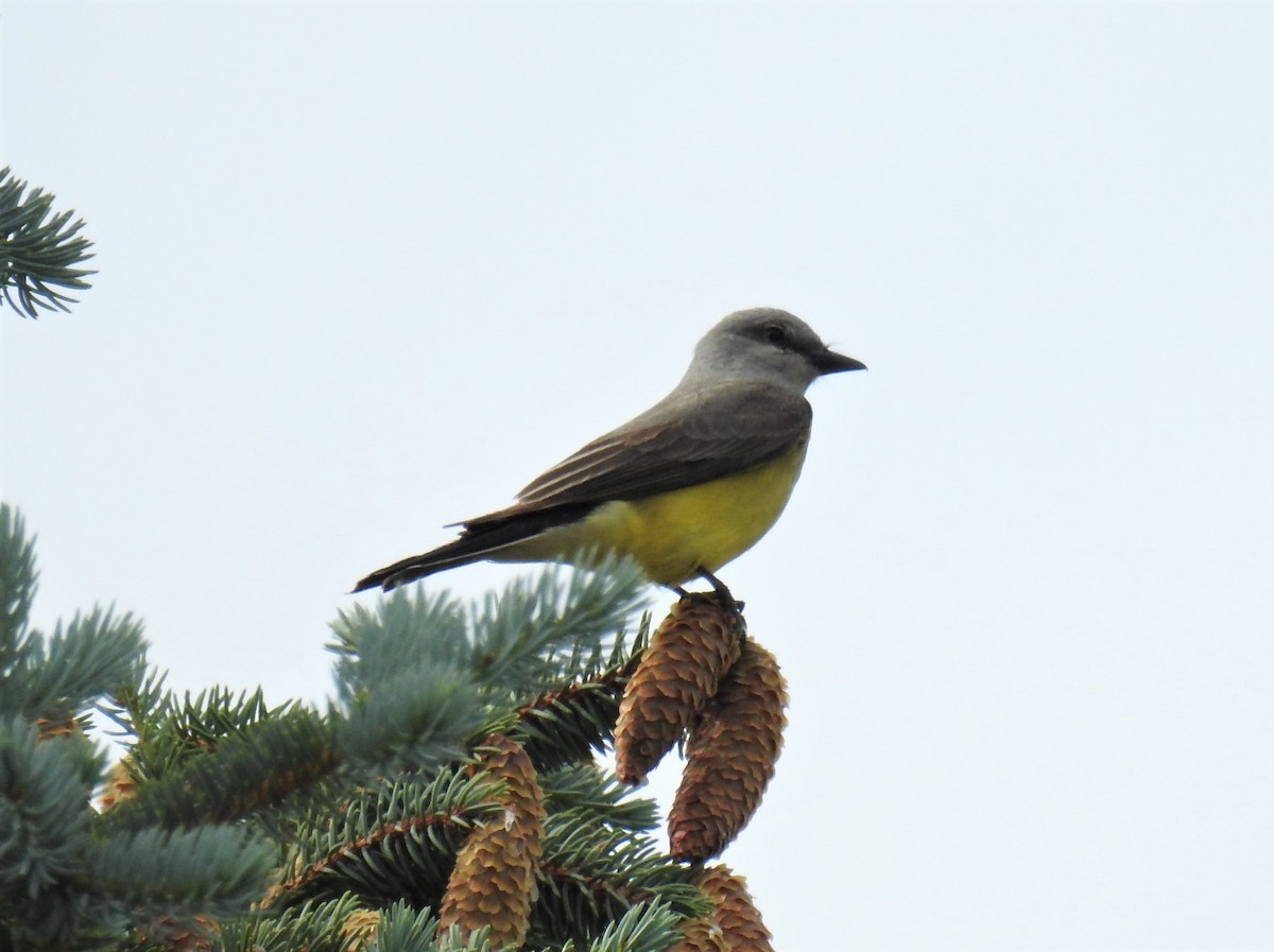 Western Kingbird - David Olsen