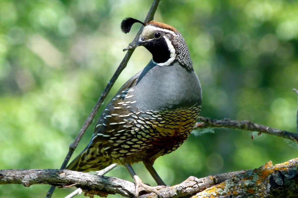 California Quail - ML105491791