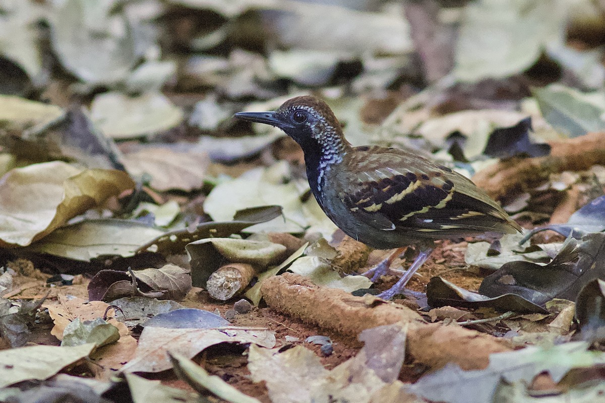 Wing-banded Antbird - Luiz Matos