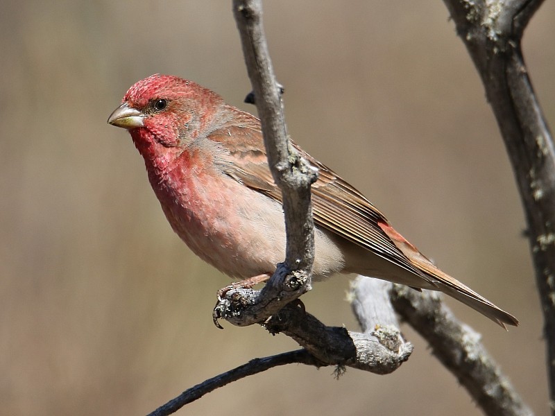 Common Rosefinch - ML105493421