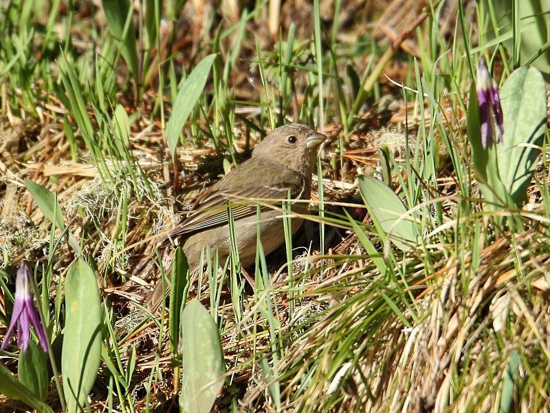 Common Rosefinch - ML105493431