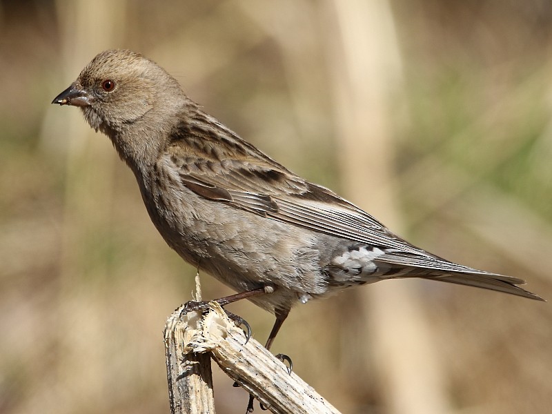 Plain Mountain Finch - Pavel Parkhaev